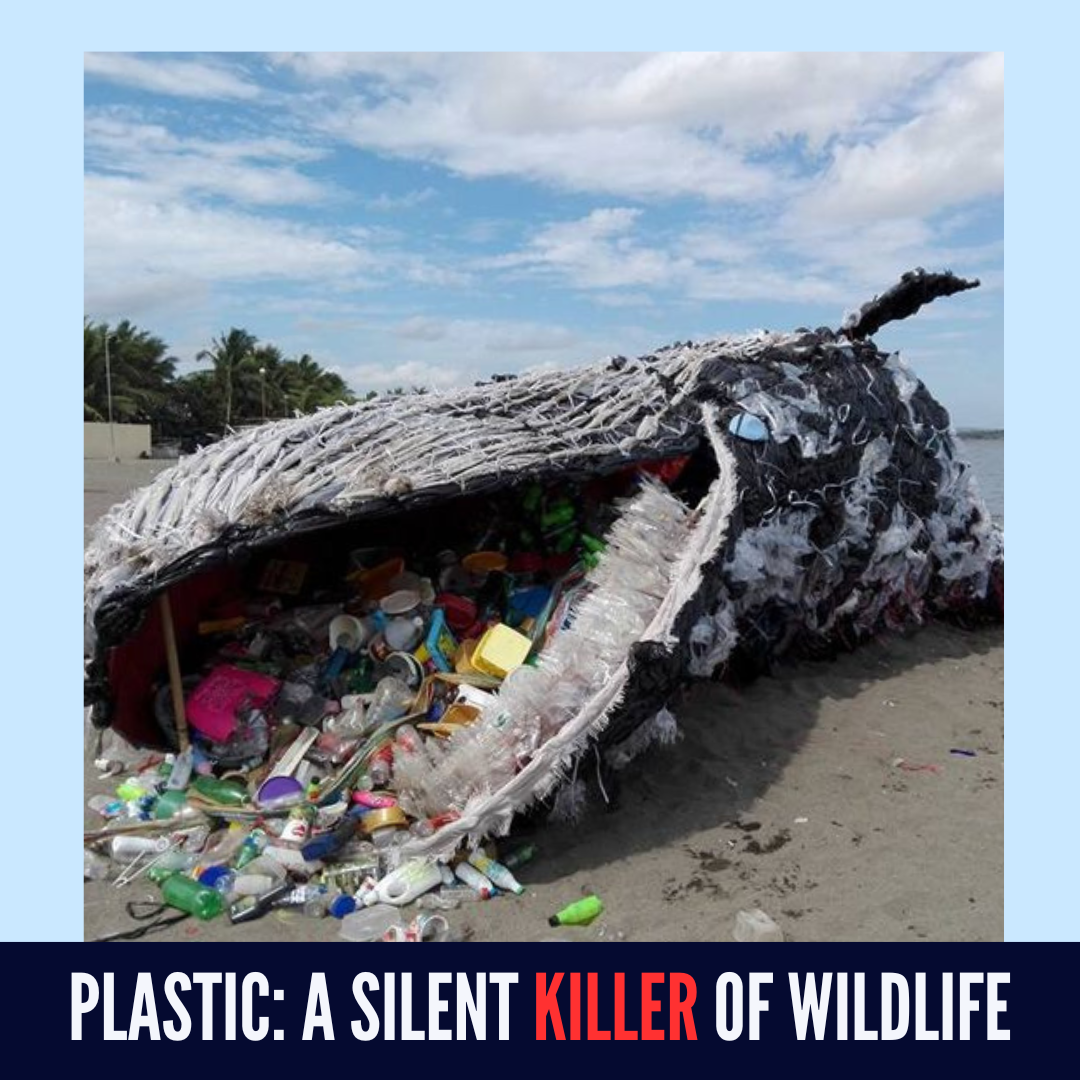 Plastic: A Silent Killer of Wildlife